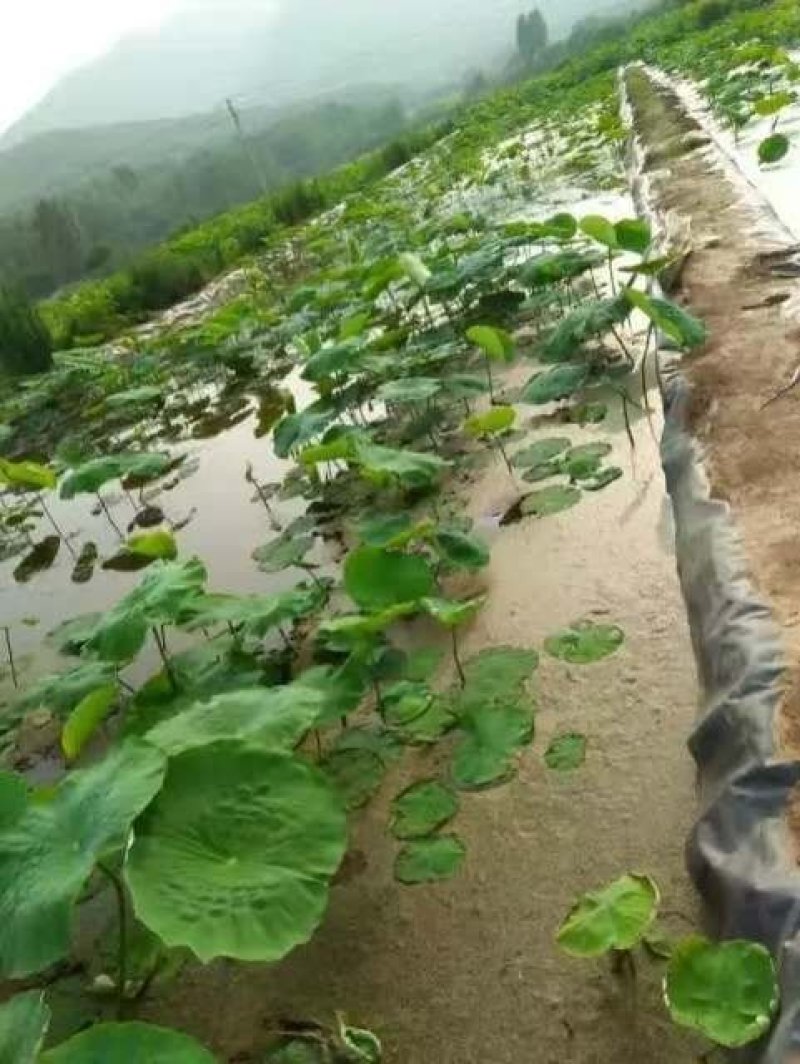 防水膜鱼塘水池护坡虾池防渗膜hdpe土工膜蓄水池沼气池膜