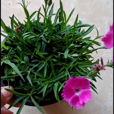 欧石竹