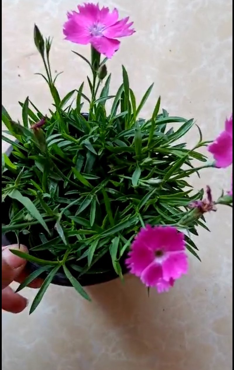 欧石竹