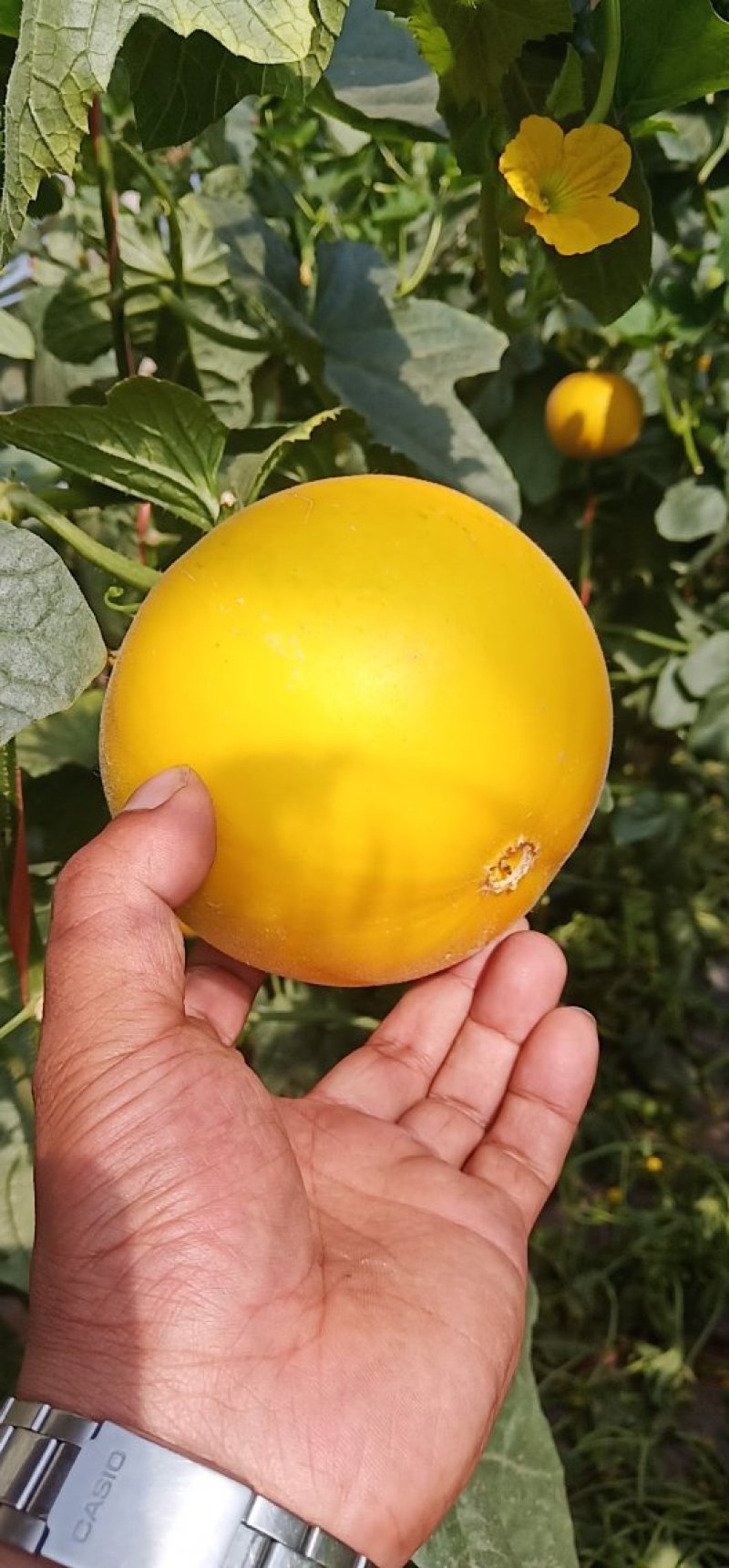 伊丽莎白甜瓜统货1.5斤以上