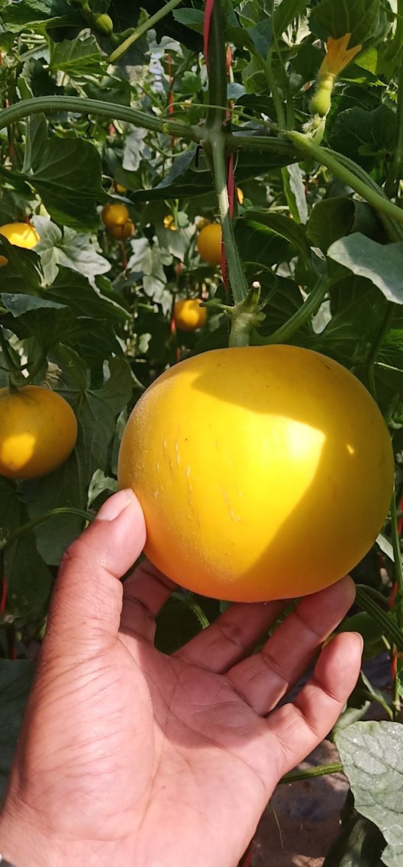 伊丽莎白甜瓜统货1.5斤以上