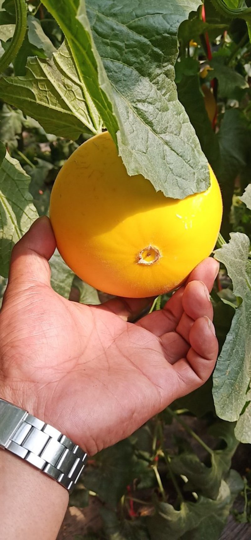 伊丽莎白甜瓜统货1.5斤以上