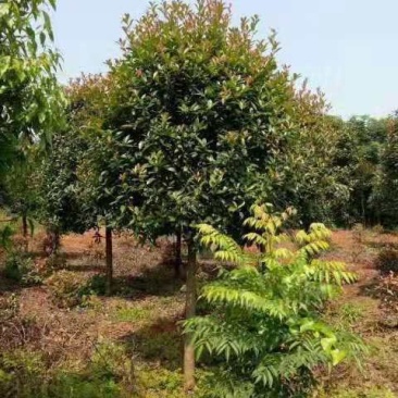桂花树