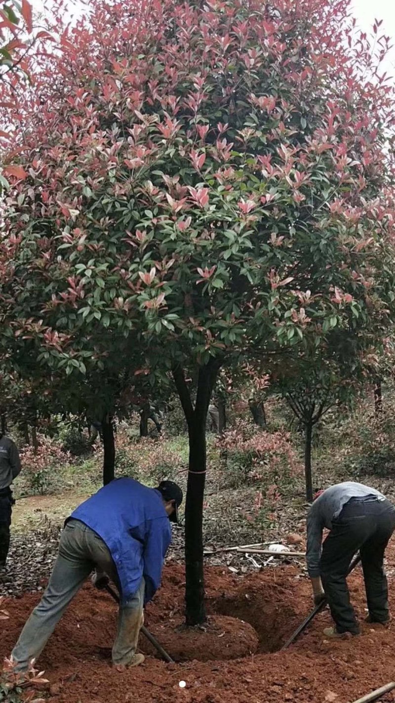 精品红叶石楠球，河南湖北货源，有需要老板请联系我