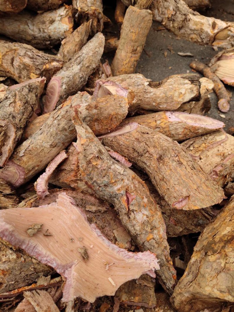 野生雷公藤根皮（鲜货），源自云南腾冲，海拔1800米