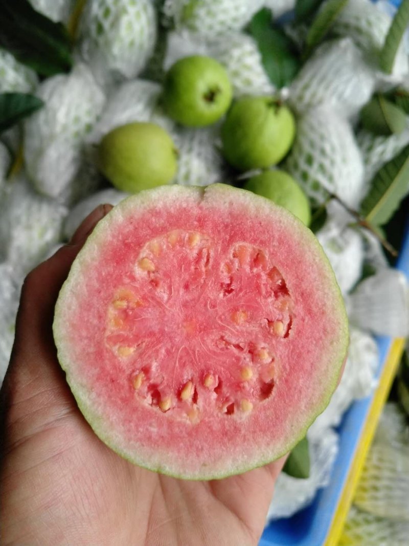 广西红心芭乐番石榴一件代发批发