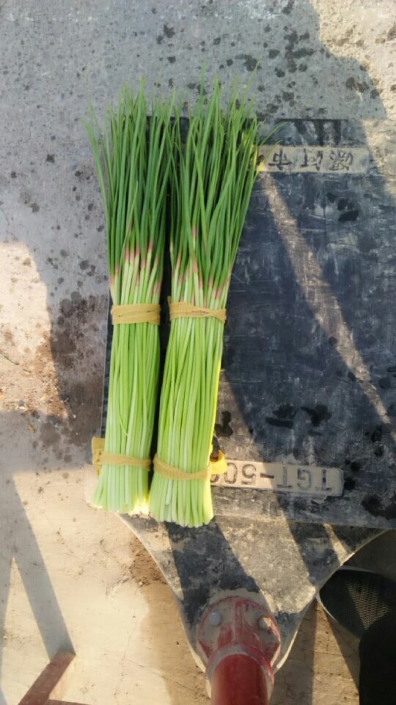 2019新鲜蒜苔。