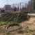 香樟树苗大小叶香樟庭院四季常青驱蚊南北方种植大型工程绿化
