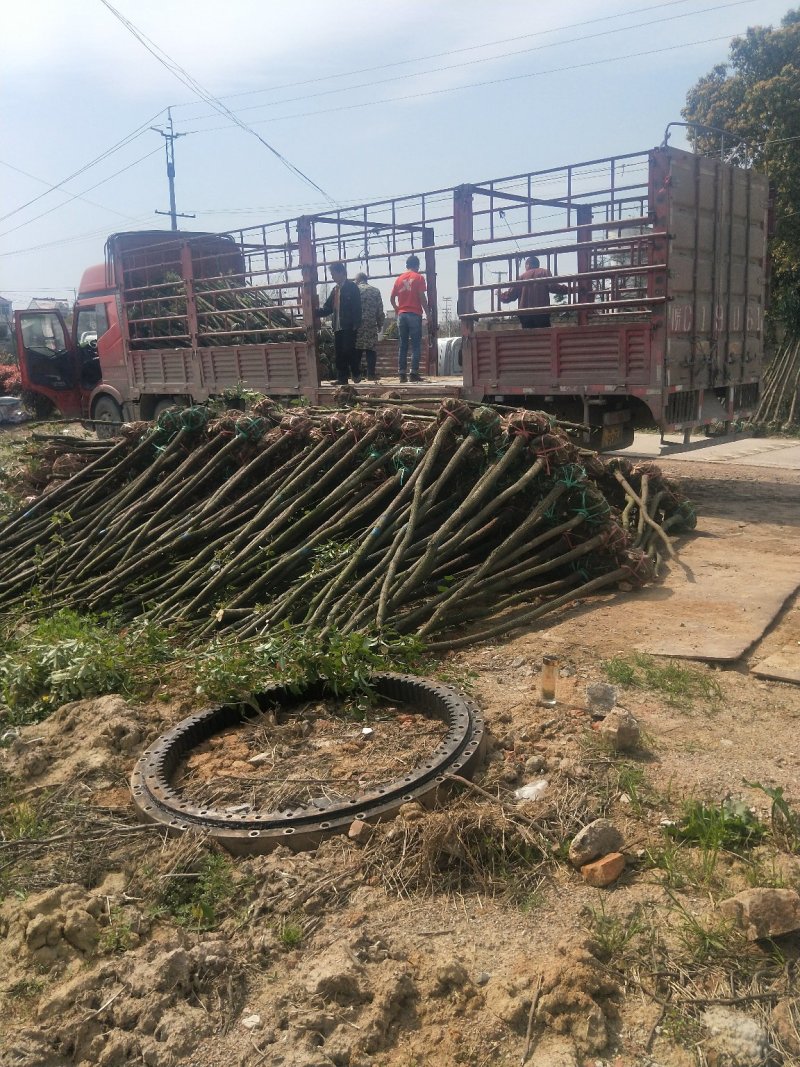 香樟树苗大小叶香樟庭院四季常青驱蚊南北方种植大型工程绿化