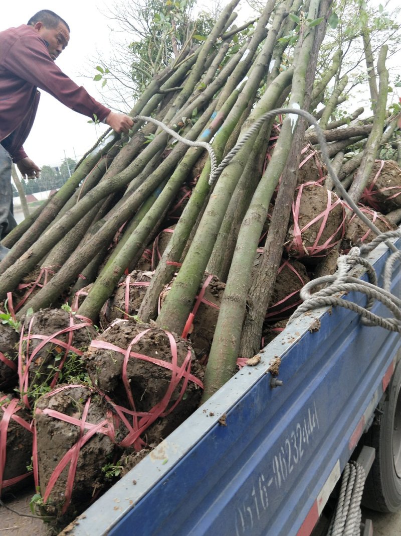 香樟树苗大小叶香樟庭院四季常青驱蚊南北方种植大型工程绿化