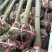 香樟树苗大小叶香樟庭院四季常青驱蚊南北方种植大型工程绿化