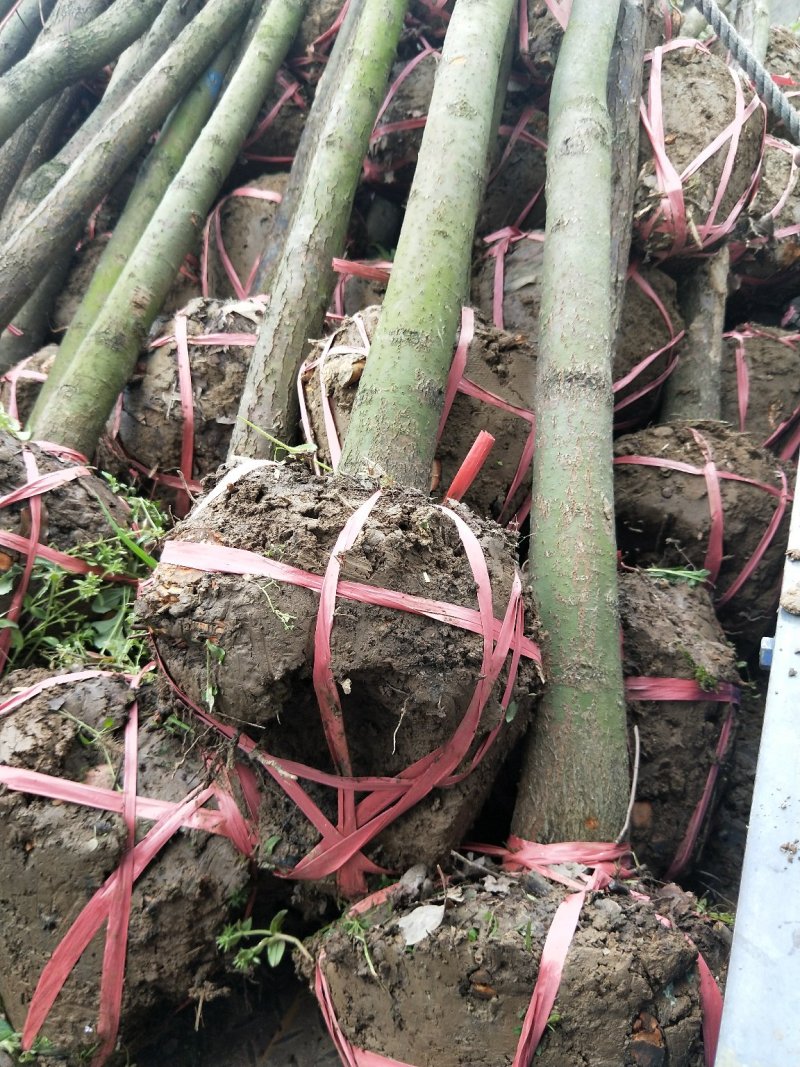 香樟树苗大小叶香樟庭院四季常青驱蚊南北方种植大型工程绿化