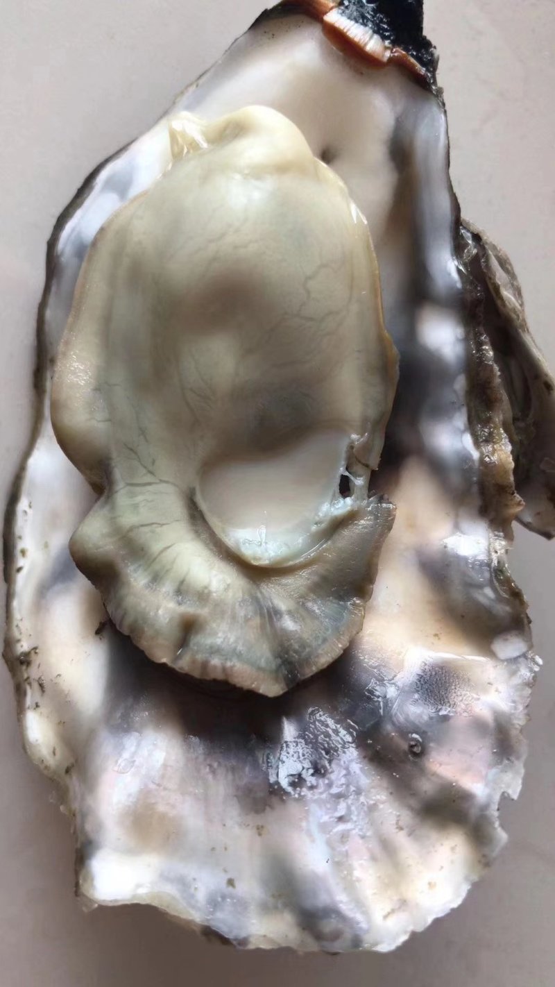 生蚝大量有货