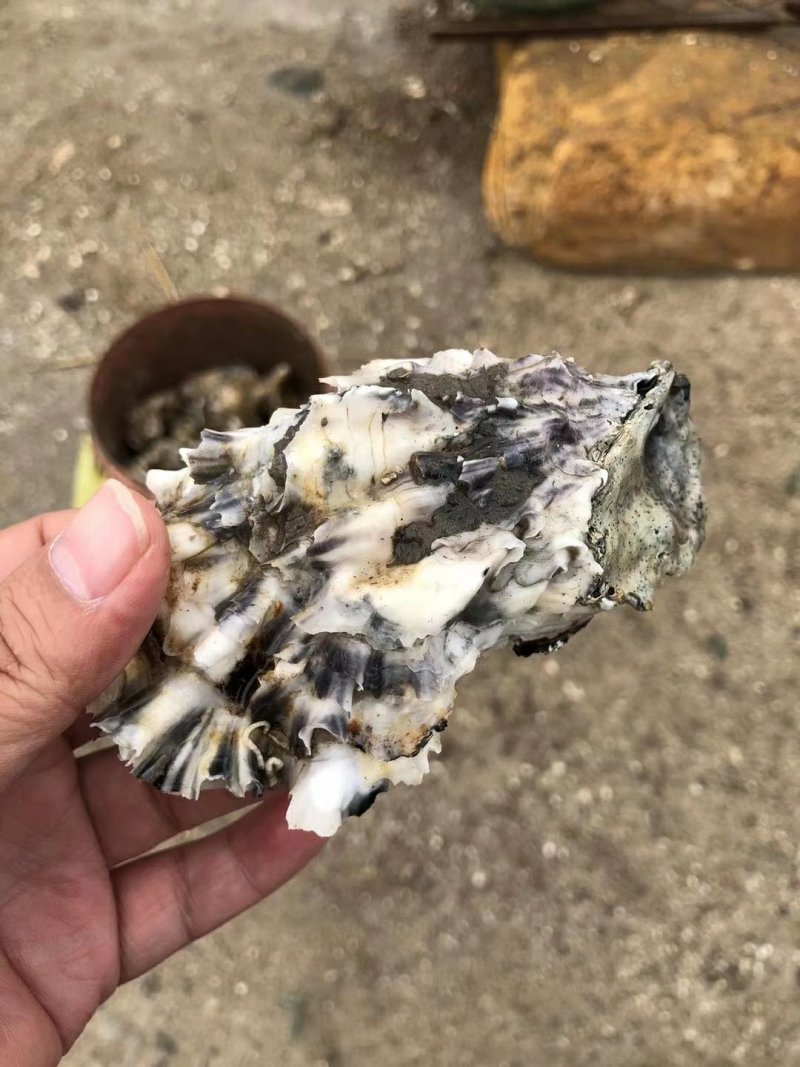 生蚝大量有货