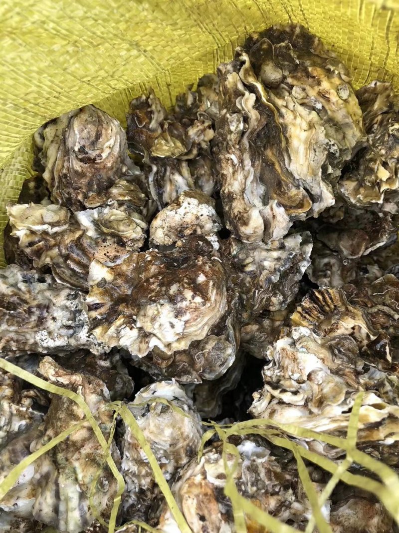 生蚝大量有货
