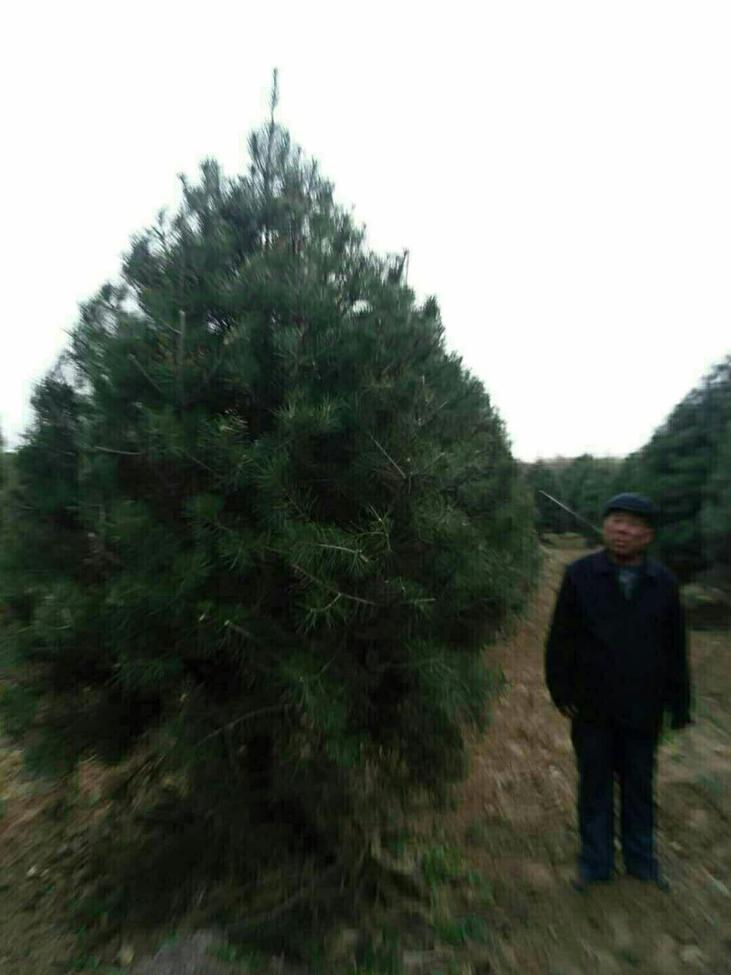 白皮松精品5米自家种植