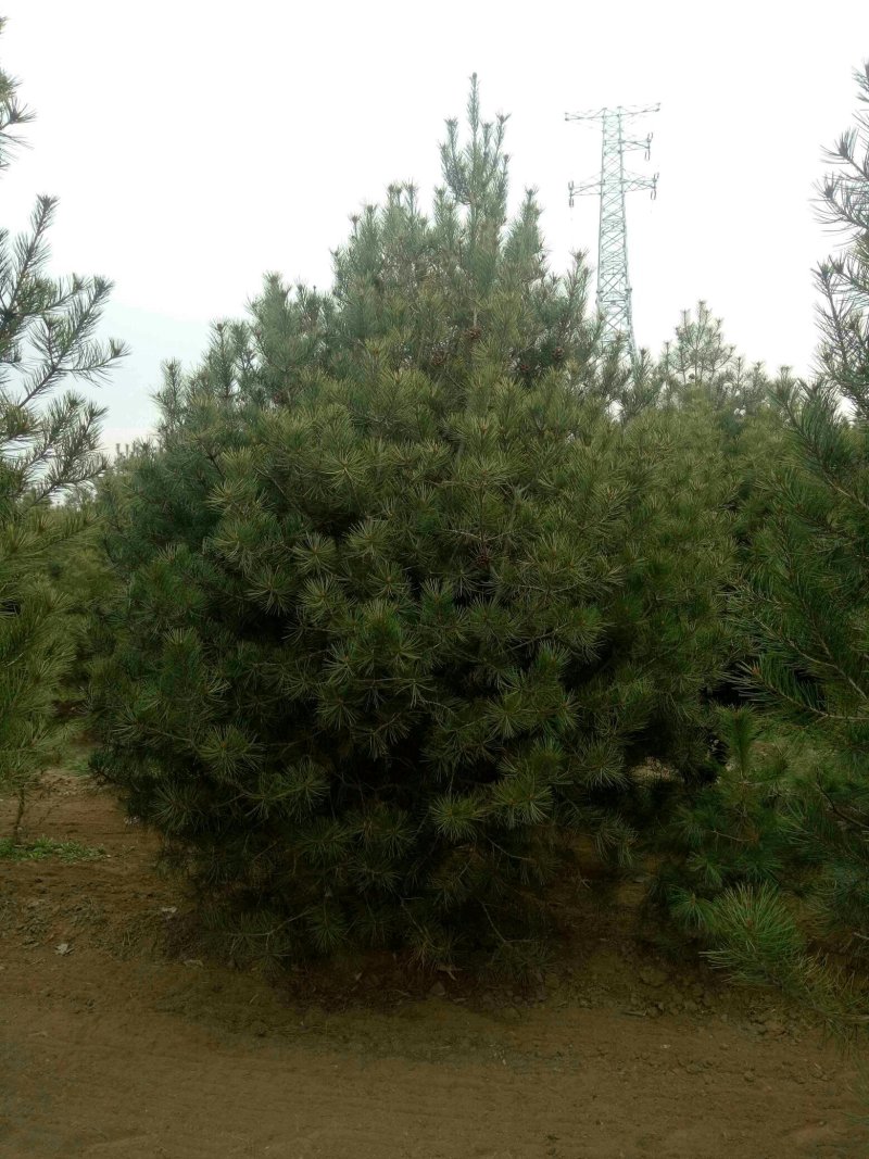 白皮松精品5米自家种植
