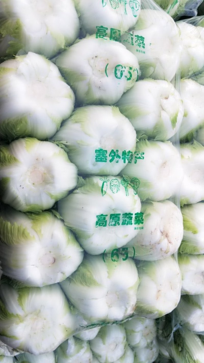 早春大棚白菜，东台一手货源，价格美丽，大量供应，量大！！