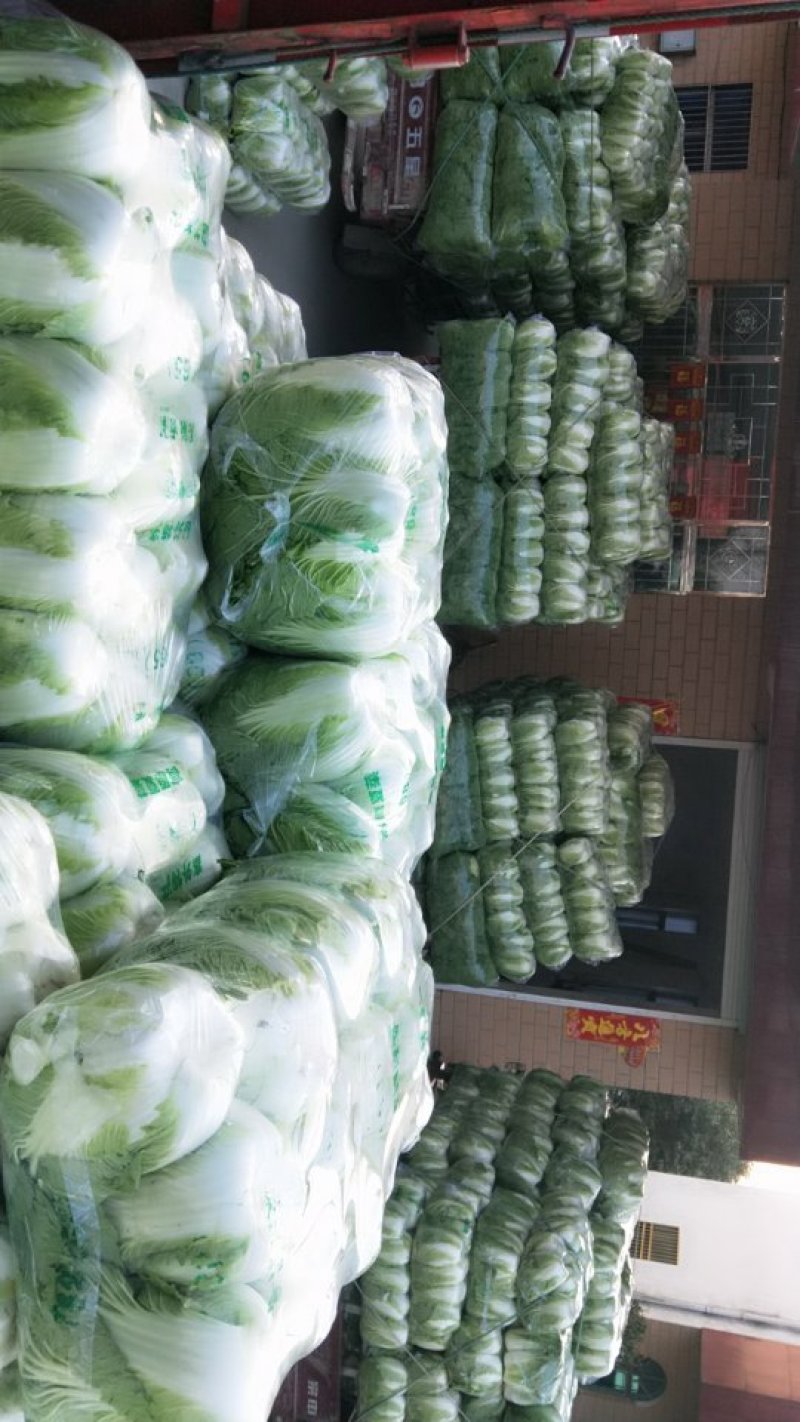 早春大棚白菜，东台一手货源，价格美丽，大量供应，量大！！