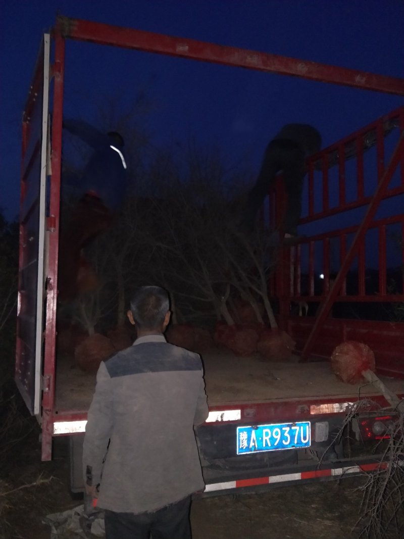 花石榴，绿化道路，石榴树