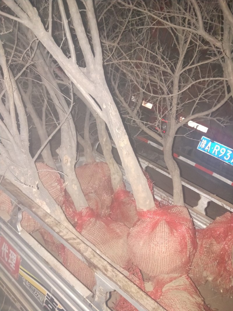 花石榴，绿化道路，石榴树