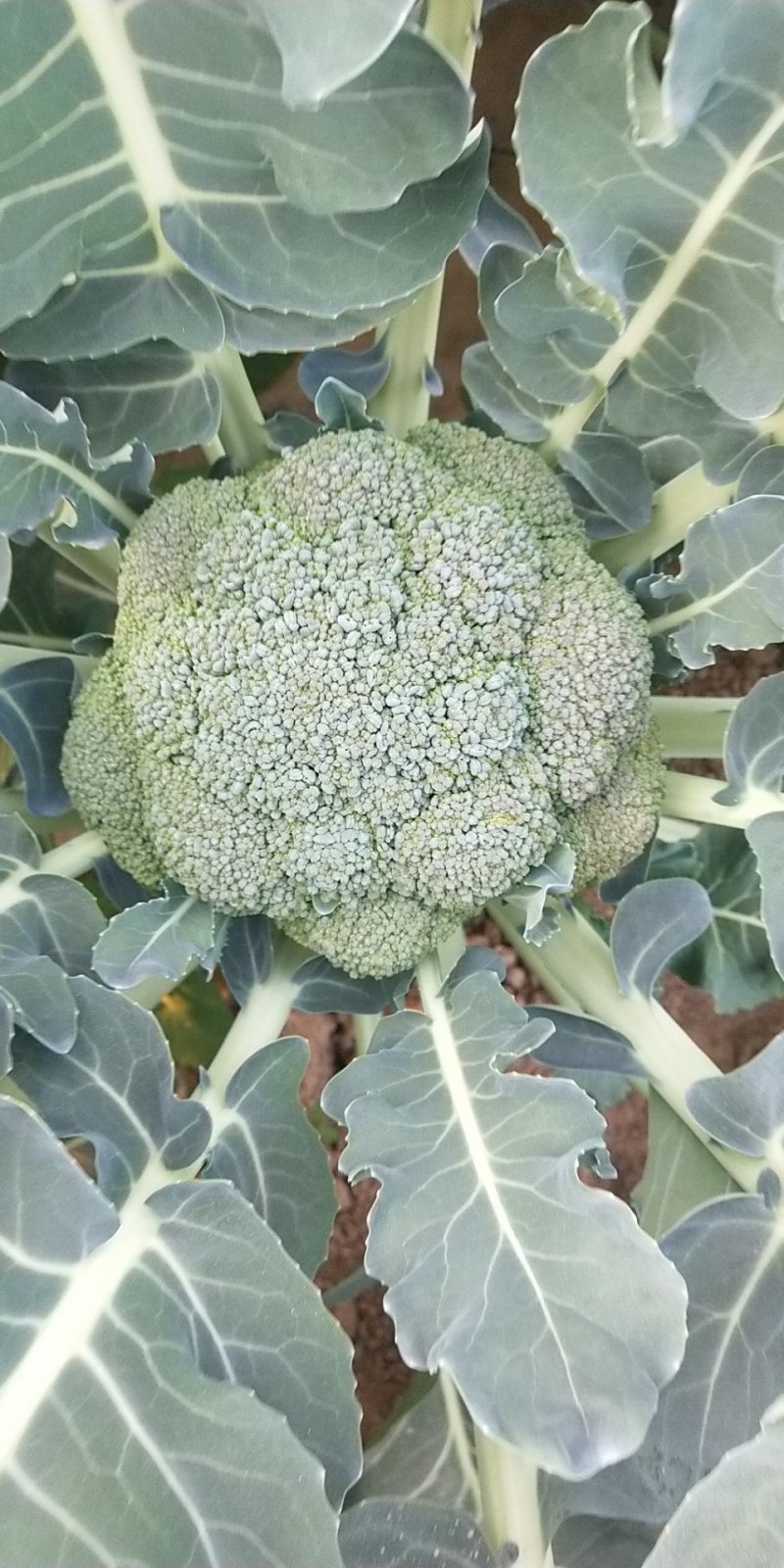 精品西兰花