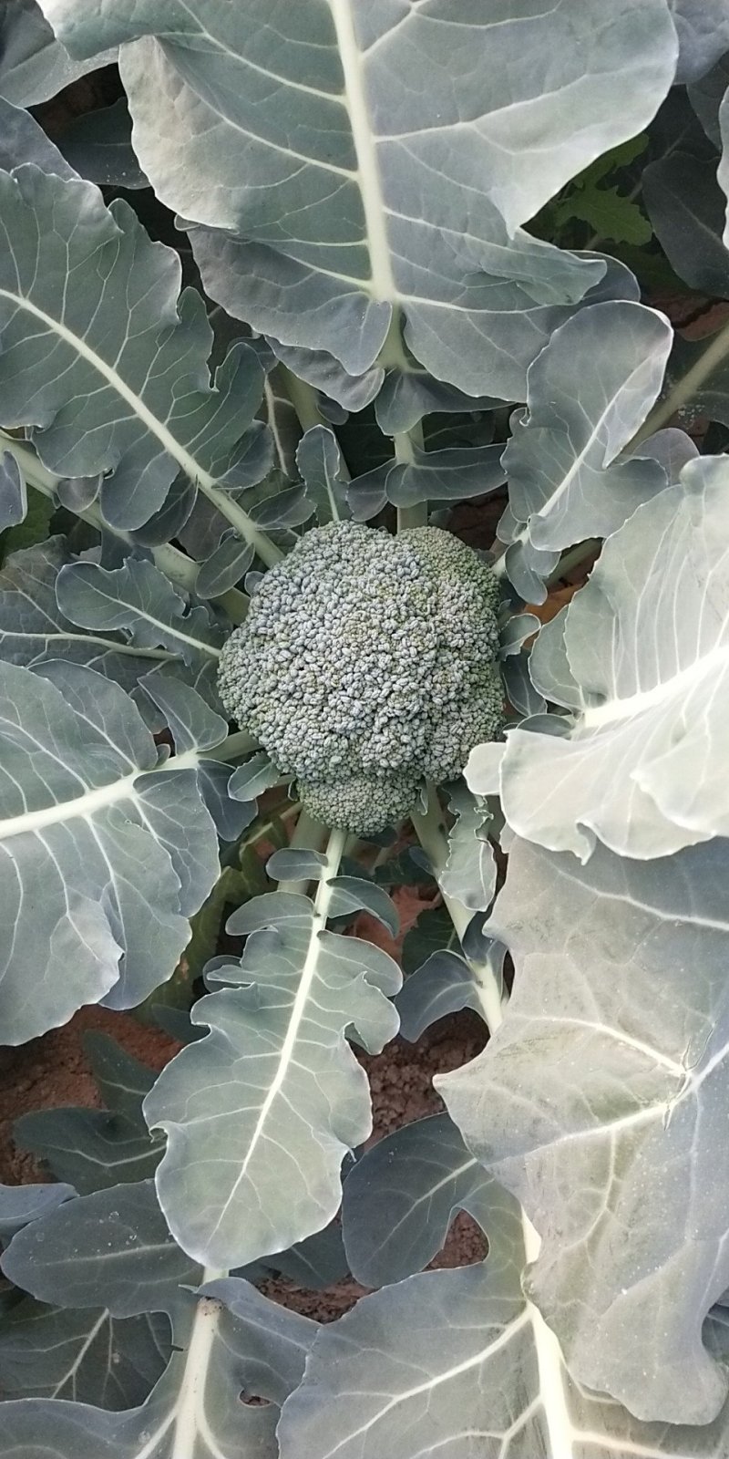 精品西兰花
