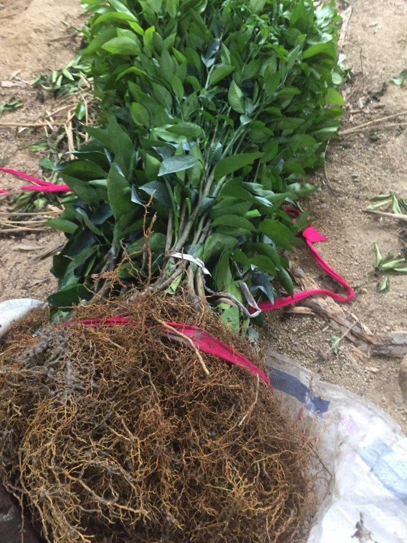 沃柑裸根苗一年苗高度30公分以上裸根发货带土发货