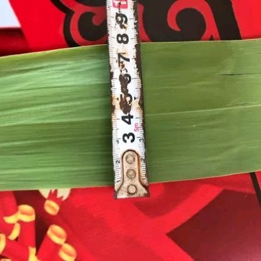 江苏精品叶子，量大优惠，服务至上…