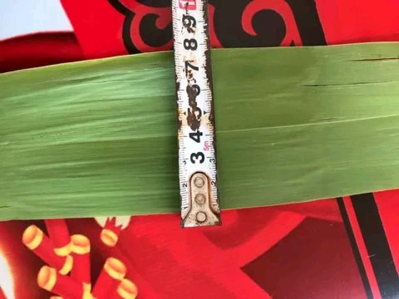 江苏精品叶子，量大优惠，服务至上…