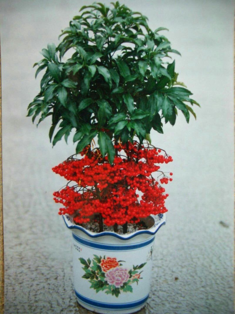 朱砂根，