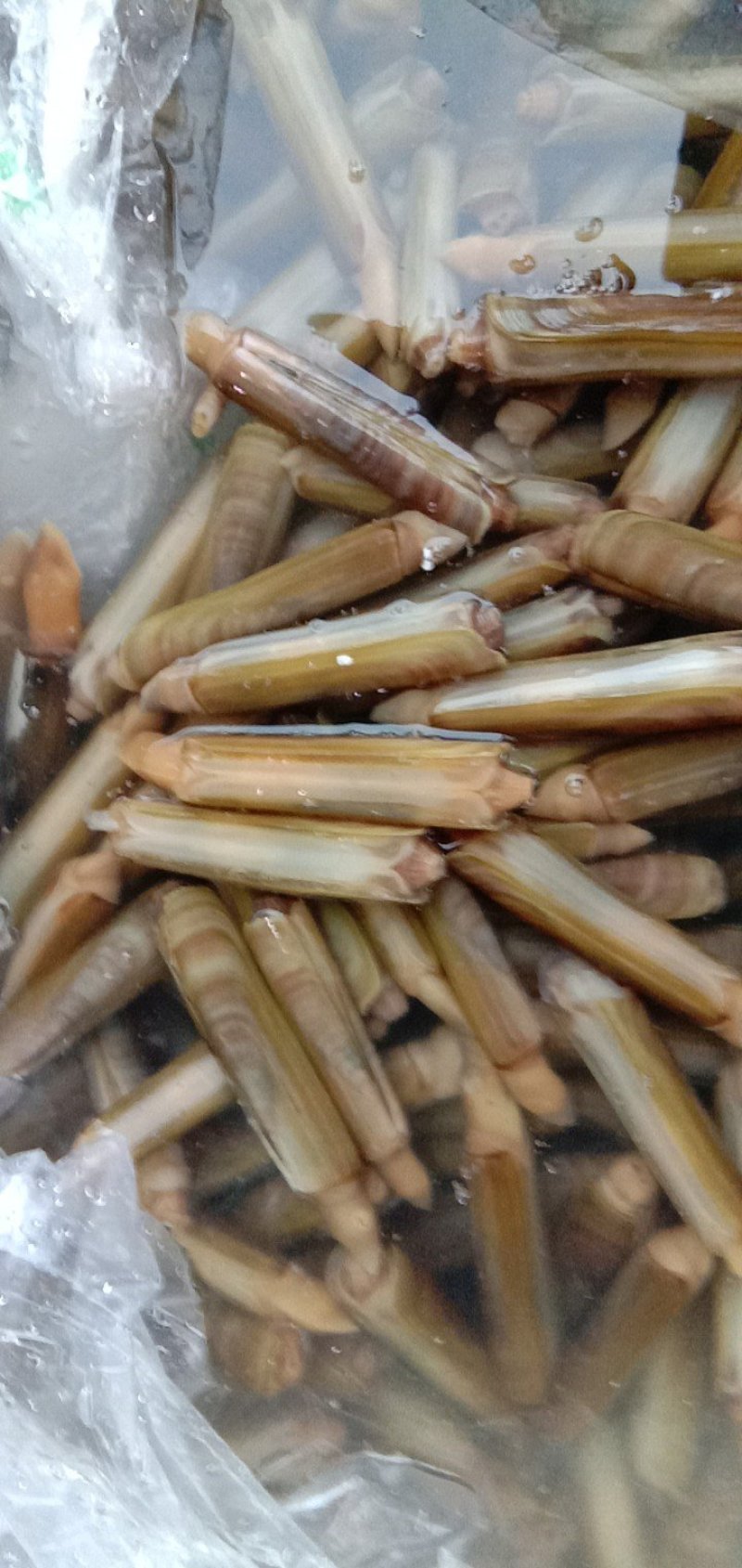 蛏王新鲜捕捞竹节蛏蛏王大蛏子蛏王肉海蛏子贝类