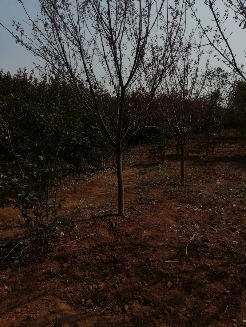美国红枫冠浮饱满货源充足