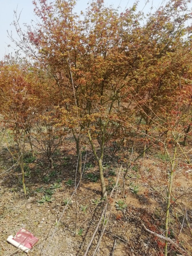 美国红枫冠浮饱满货源充足