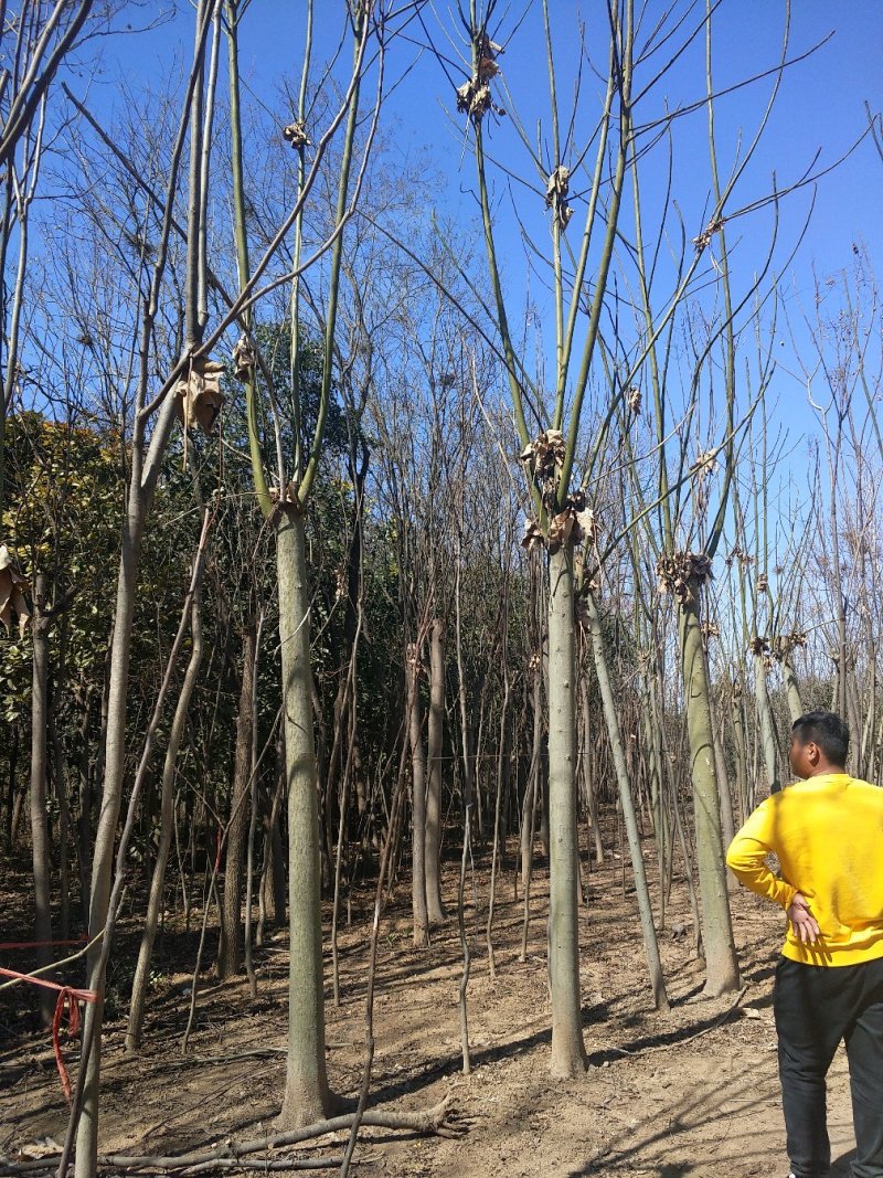 青桐