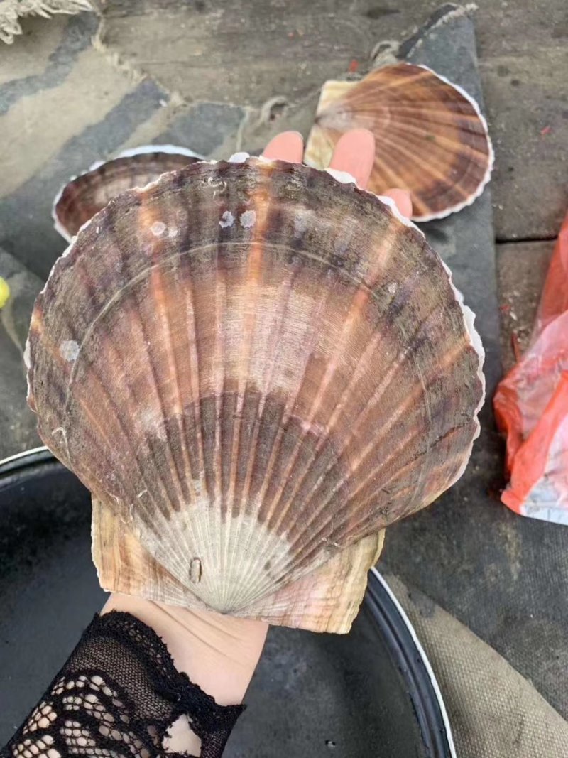 大扇贝鲜活扇贝水产贝类烧烤必备