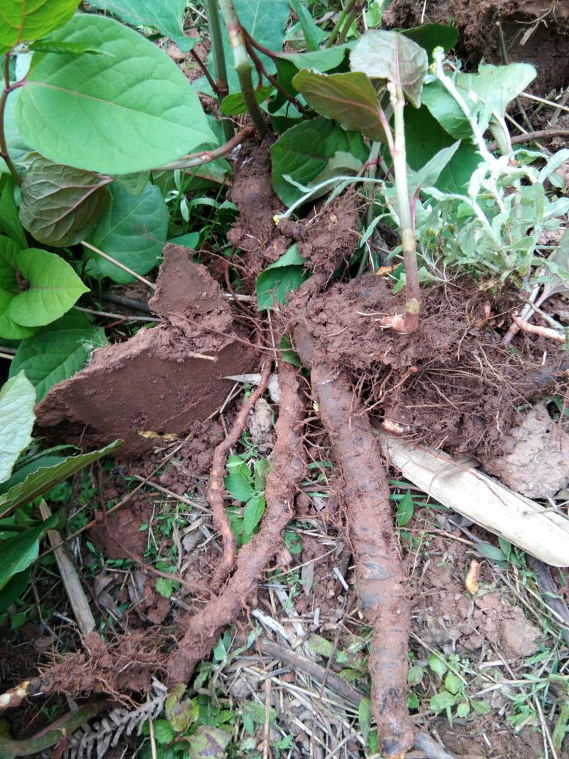 虎杖，大量出售野生虎杖，质量保证，价格便宜，