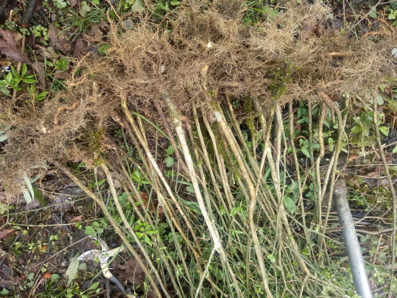 卫矛、鬼箭羽、六月凌、四面锋、蓖箕柴、四棱树、山鸡条子、