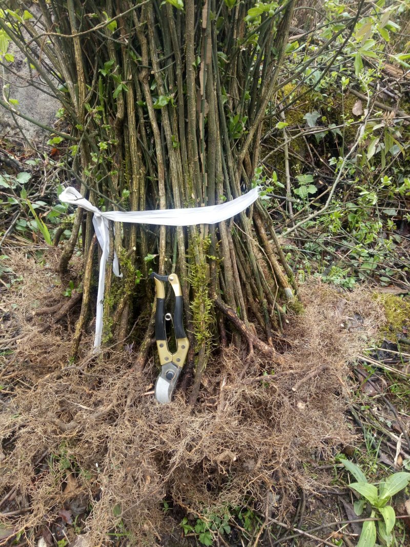 卫矛、鬼箭羽、六月凌、四面锋、蓖箕柴、四棱树、山鸡条子、