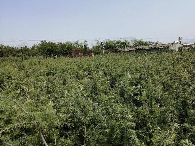 红豆杉