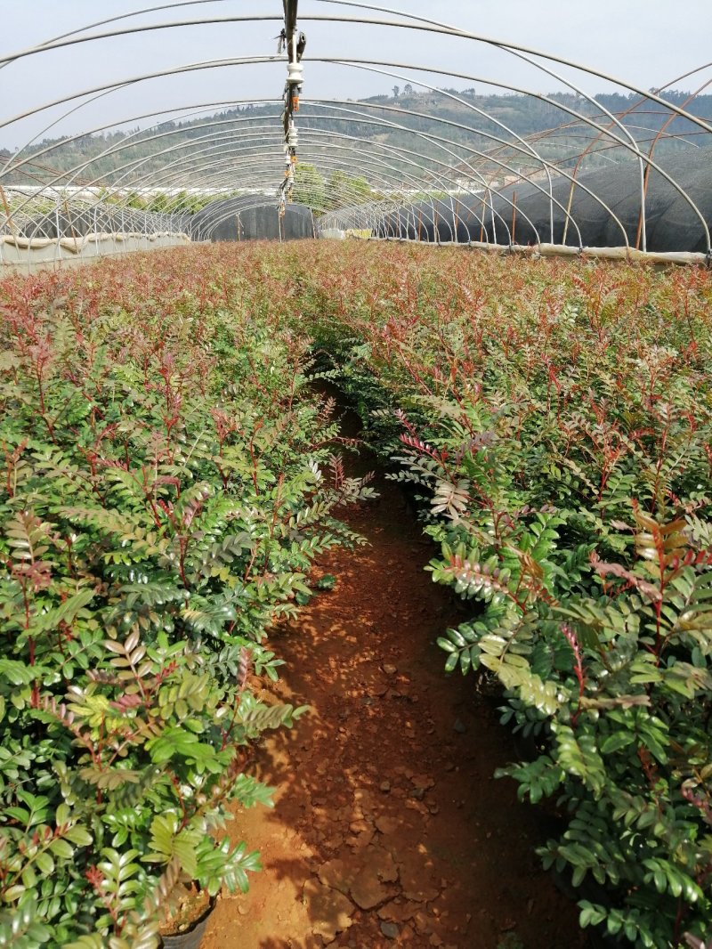 青香树