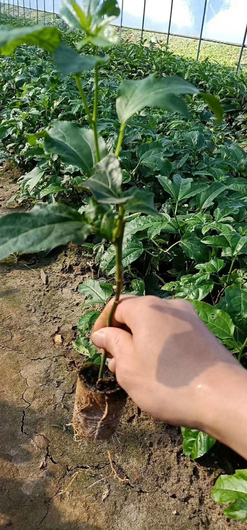 紫香一号百香果苗