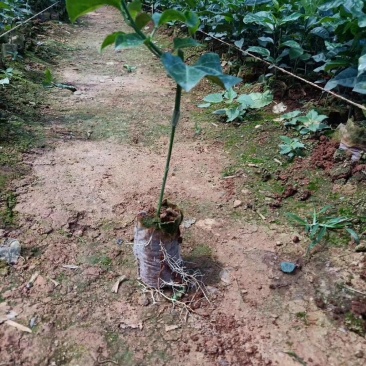紫香一号百香果苗