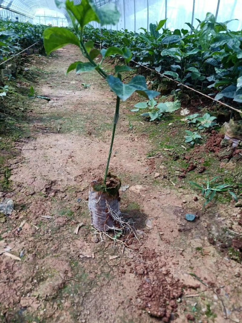 紫香一号百香果苗