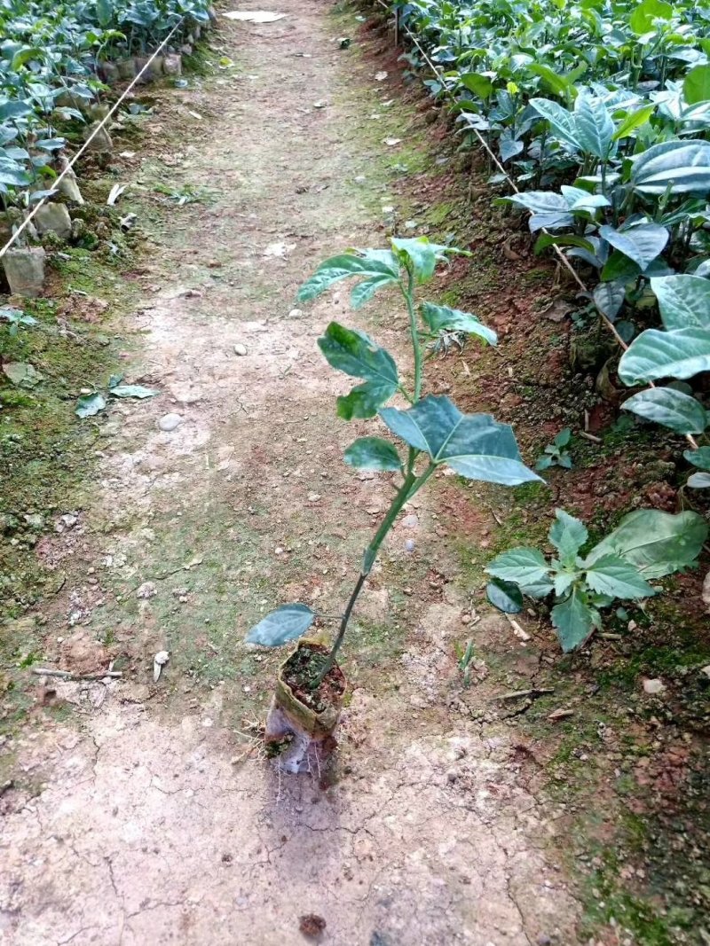 紫香一号百香果苗