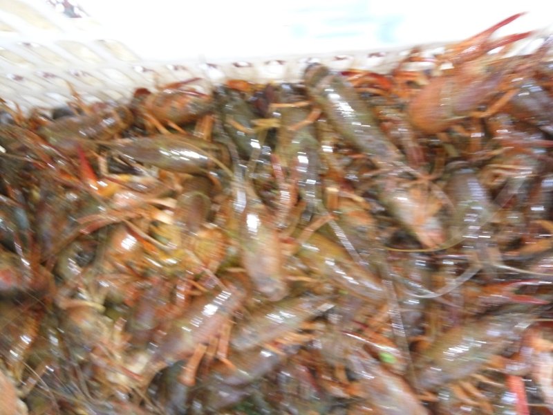 龙虾