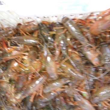 龙虾