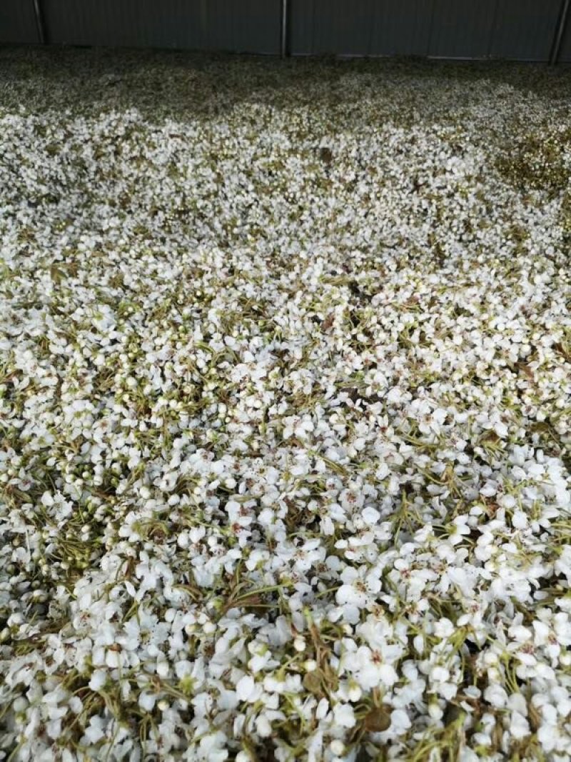 梨树授粉用花粉！库尔勒，晚秋，早酥，皇冠，南果梨等