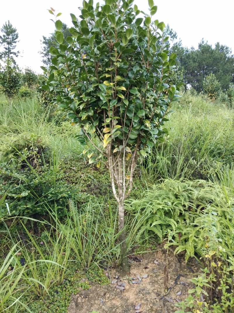 供应茶花树绿化工程桂花红继木塔柏黄素梅等！承接绿化工程苗