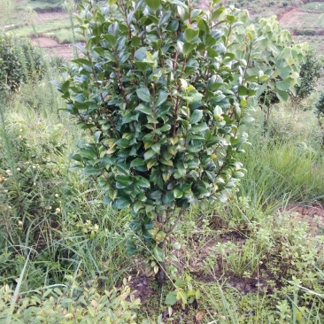供应茶花树绿化工程桂花红继木塔柏黄素梅等！承接绿化工程苗